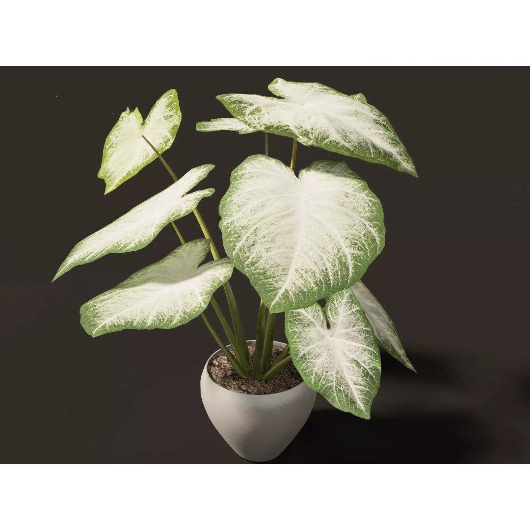 Decorative Indoor Plants 3D Model – High Poly Collection, FBX & Blender Formats - View 10