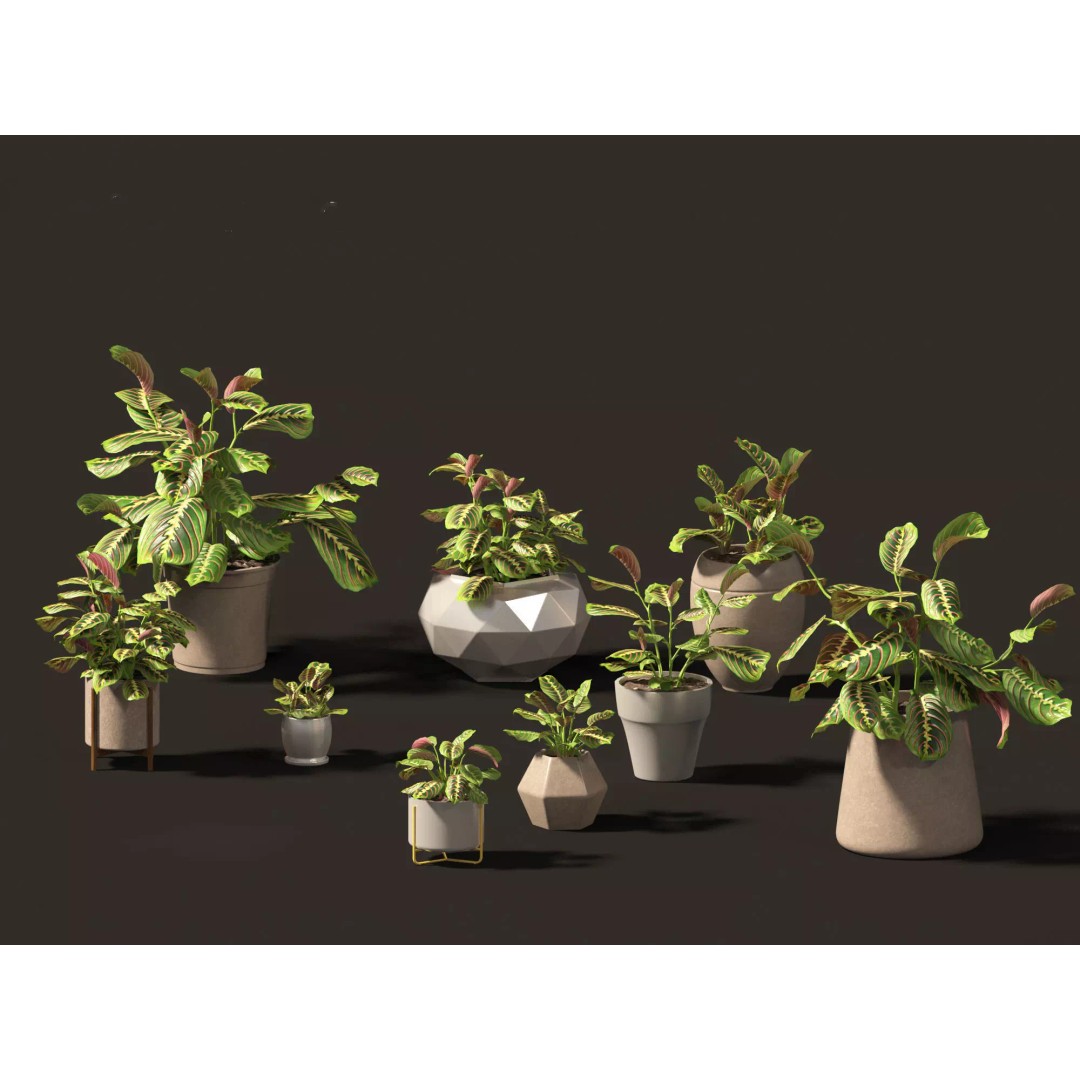 Decorative Indoor Plants 3D Model – High Poly Collection, FBX & Blender Formats - View 14