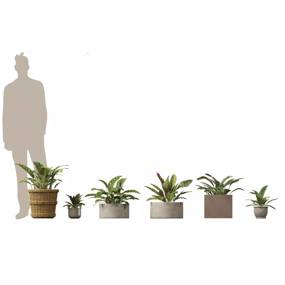 Decorative Indoor Plants 3D Model – High Poly Collection, FBX & Blender Formats - View 17