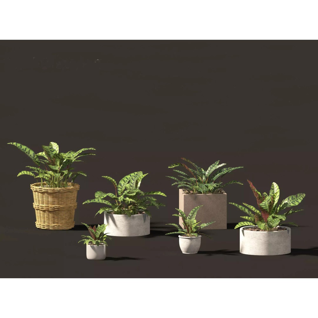 Decorative Indoor Plants 3D Model – High Poly Collection, FBX & Blender Formats - View 18