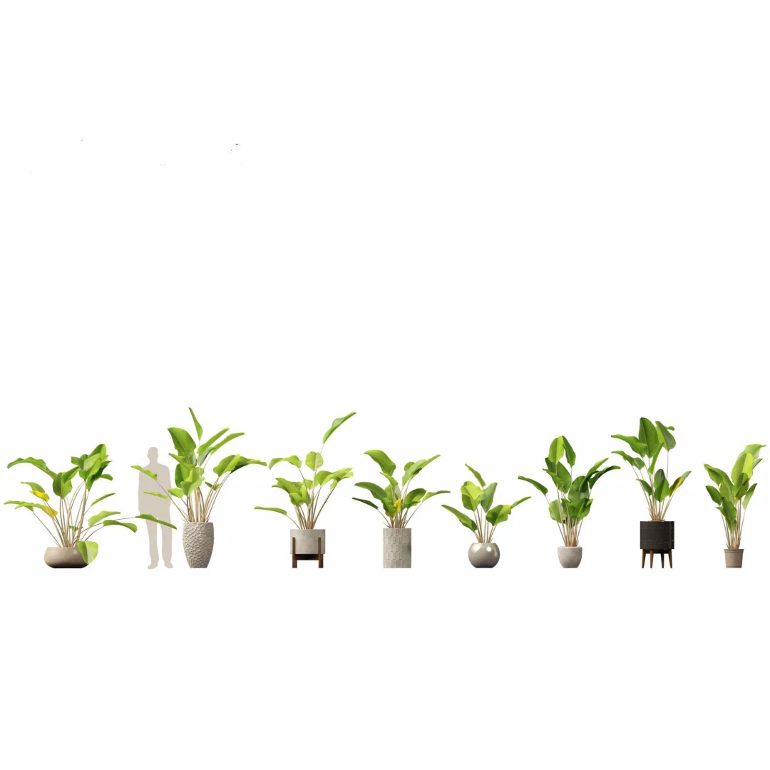 Decorative Indoor Plants 3D Model – High Poly Collection, FBX & Blender Formats - View 19