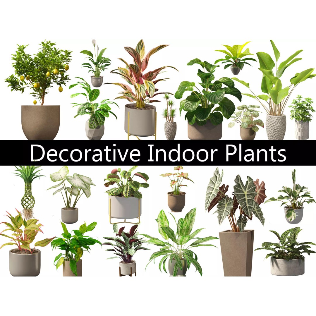 Decorative Indoor Plants 3D Model – High Poly Collection, FBX & Blender Formats - View 2
