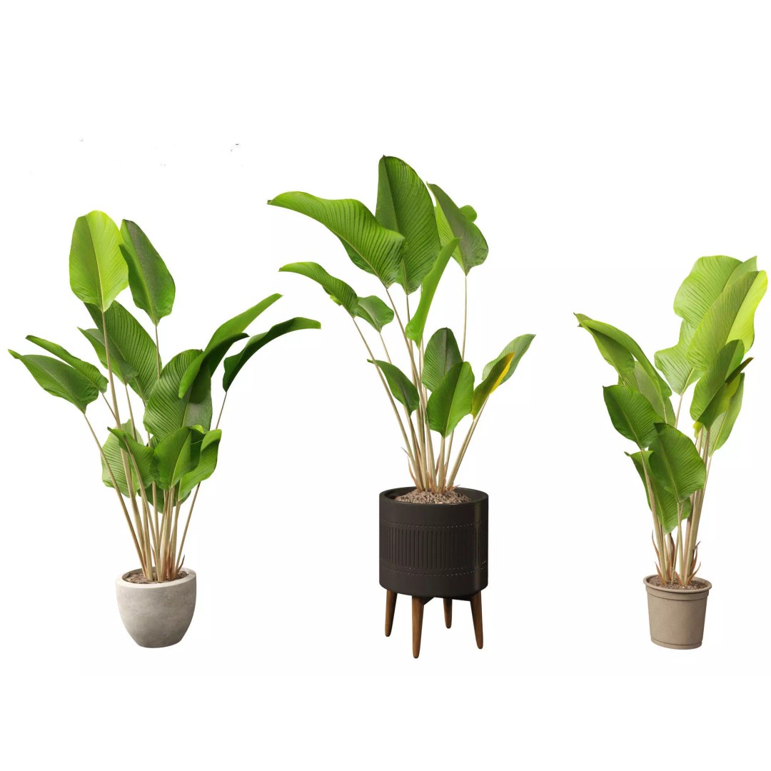 Decorative Indoor Plants 3D Model – High Poly Collection, FBX & Blender Formats - View 20