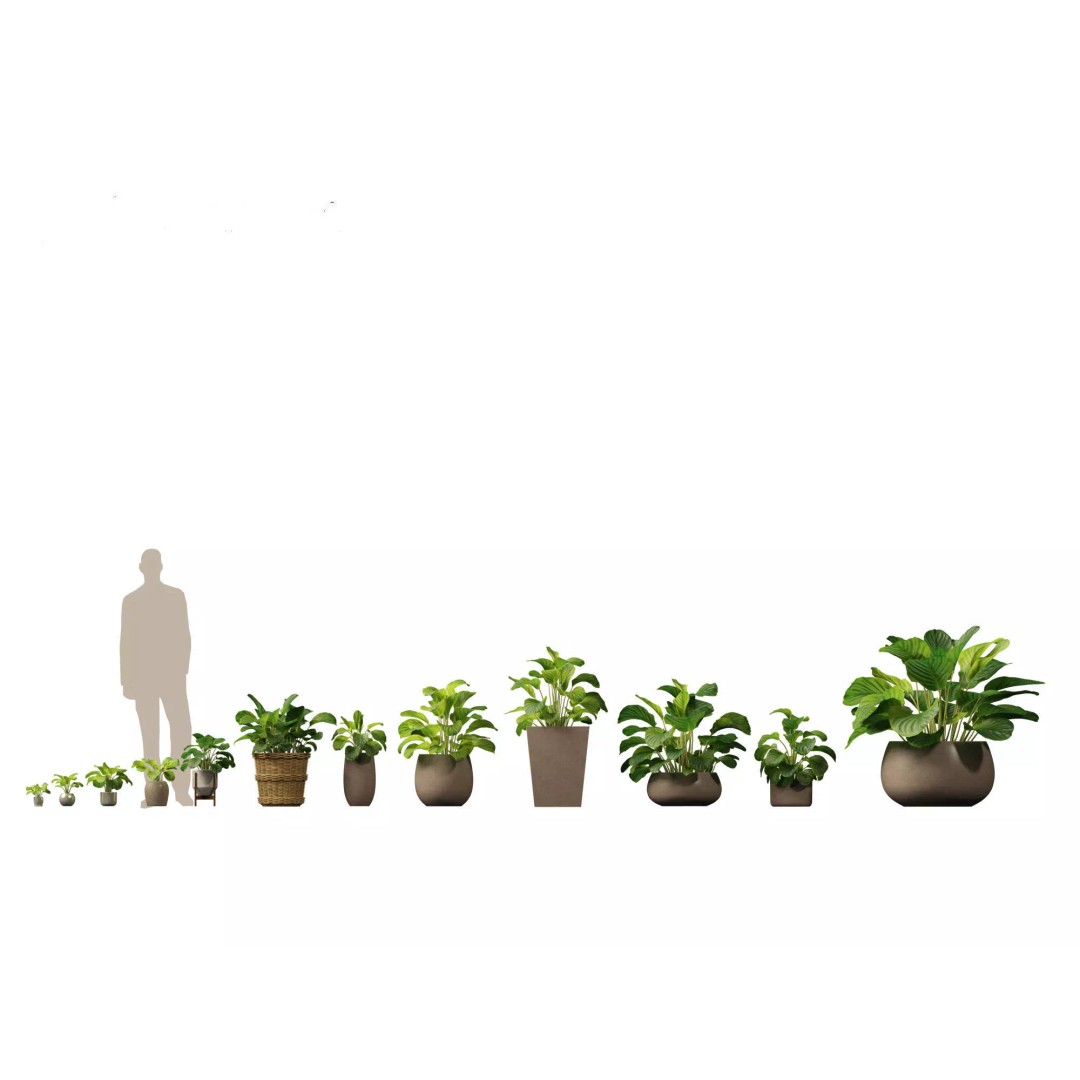 Decorative Indoor Plants 3D Model – High Poly Collection, FBX & Blender Formats - View 21