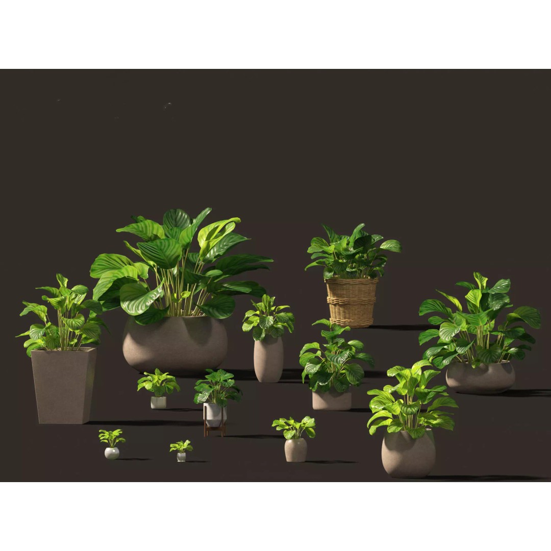 Decorative Indoor Plants 3D Model – High Poly Collection, FBX & Blender Formats - View 22