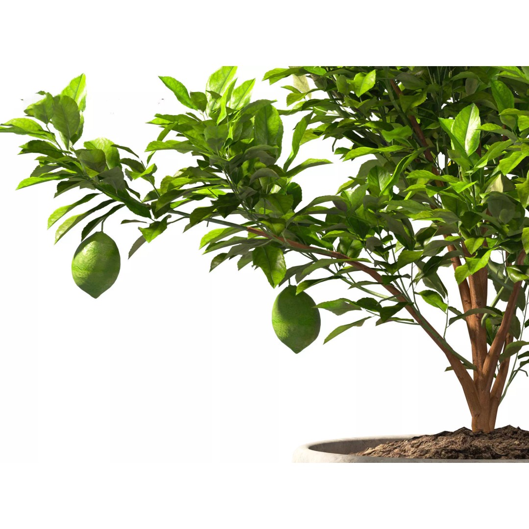 Decorative Indoor Plants 3D Model – High Poly Collection, FBX & Blender Formats - View 26