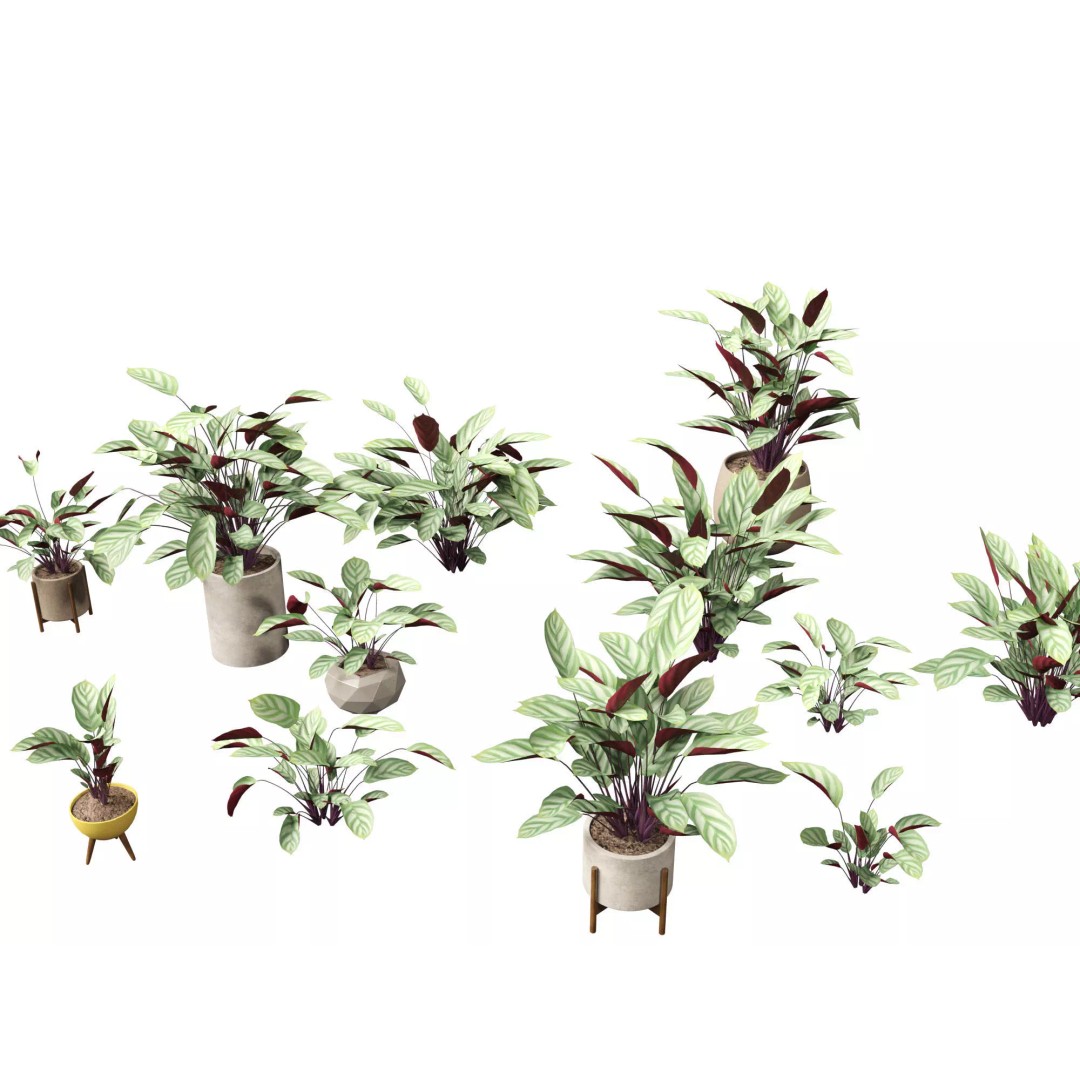 Decorative Indoor Plants 3D Model – High Poly Collection, FBX & Blender Formats - View 29