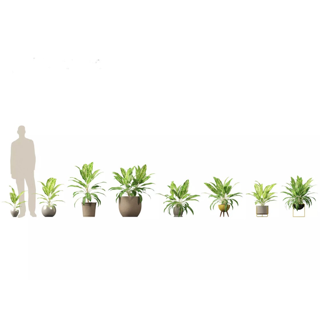 Decorative Indoor Plants 3D Model – High Poly Collection, FBX & Blender Formats - View 3