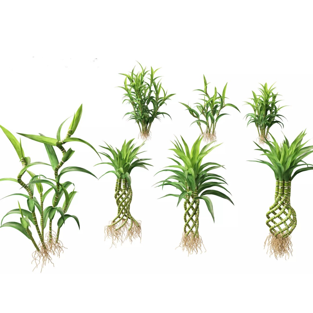 Decorative Indoor Plants 3D Model – High Poly Collection, FBX & Blender Formats - View 31