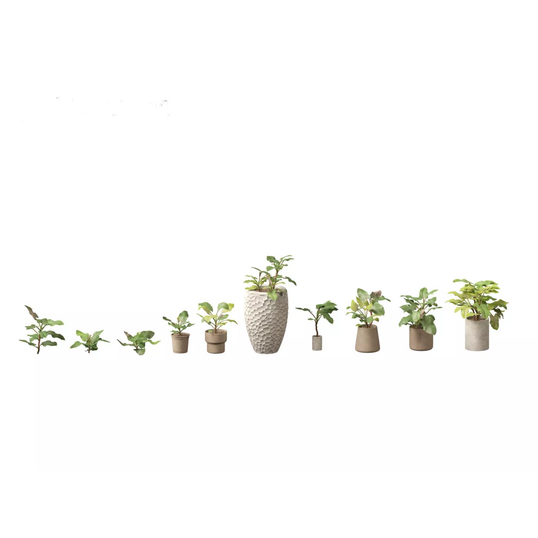 Decorative Indoor Plants 3D Model – High Poly Collection, FBX & Blender Formats - View 32