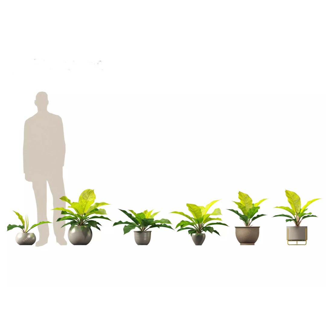 Decorative Indoor Plants 3D Model – High Poly Collection, FBX & Blender Formats - View 33