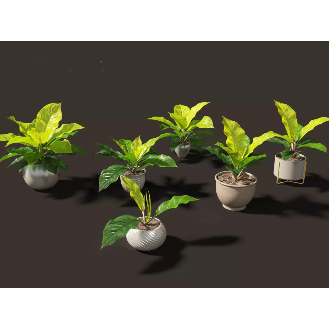 Decorative Indoor Plants 3D Model – High Poly Collection, FBX & Blender Formats - View 34