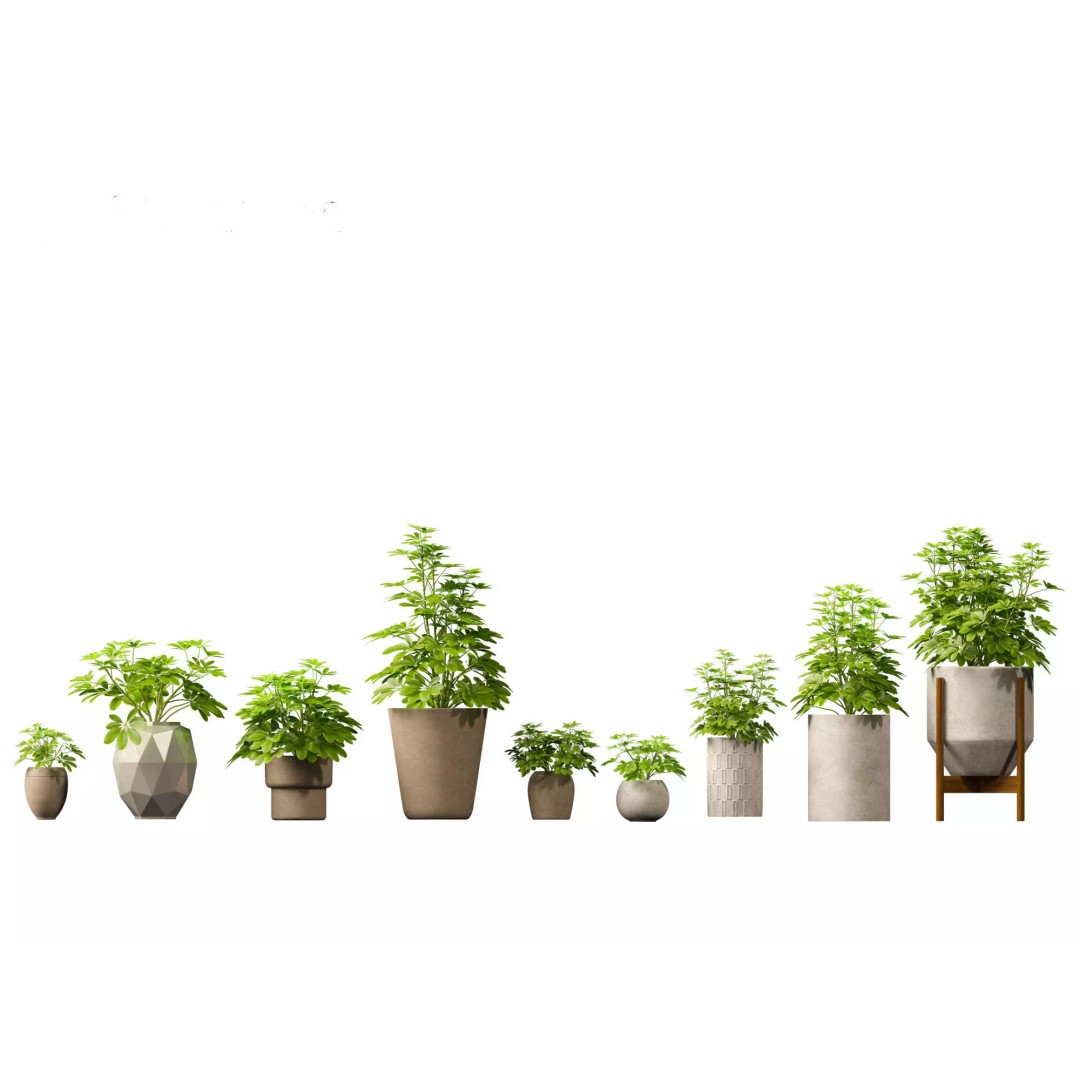 Decorative Indoor Plants 3D Model – High Poly Collection, FBX & Blender Formats - View 37