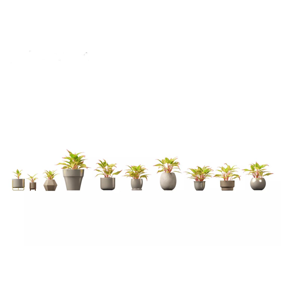 Decorative Indoor Plants 3D Model – High Poly Collection, FBX & Blender Formats - View 5