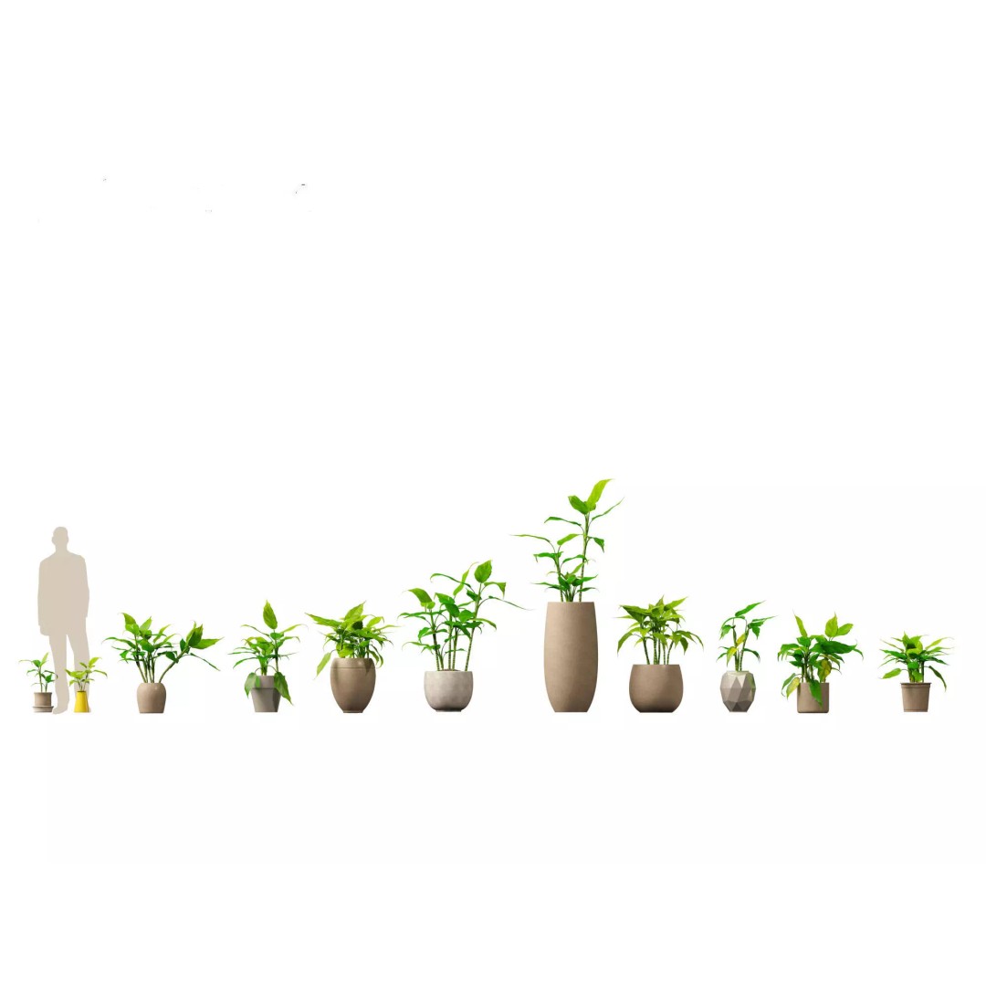 Decorative Indoor Plants 3D Model – High Poly Collection, FBX & Blender Formats - View 7