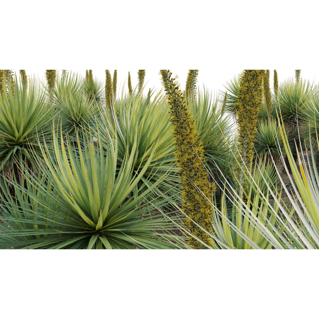 Dasylirion Serratifolium 3D Model – Realistic Plant Asset, FBX, PBR
