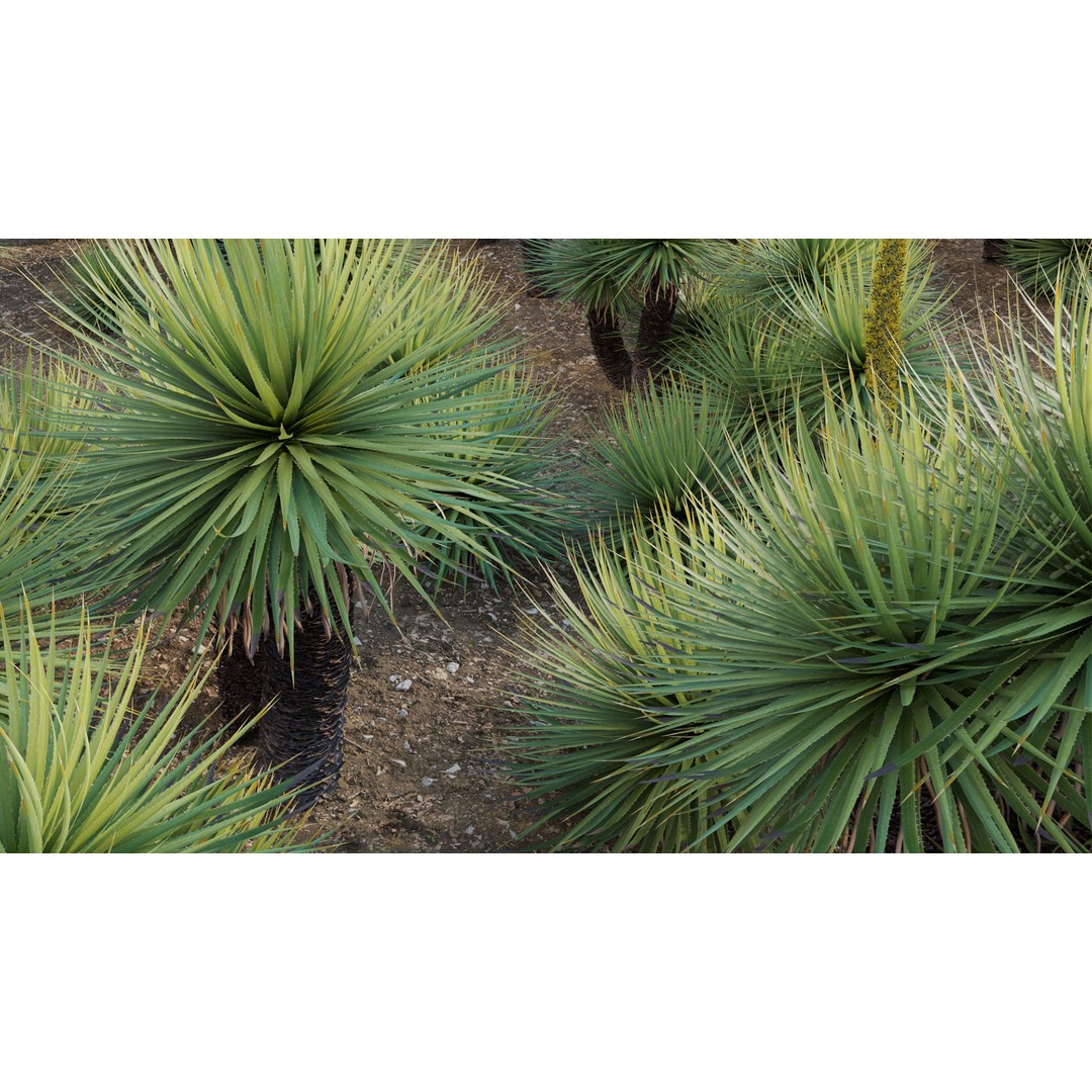 Dasylirion Serratifolium 3D Model – Realistic Plant Asset, FBX, PBR - View 10