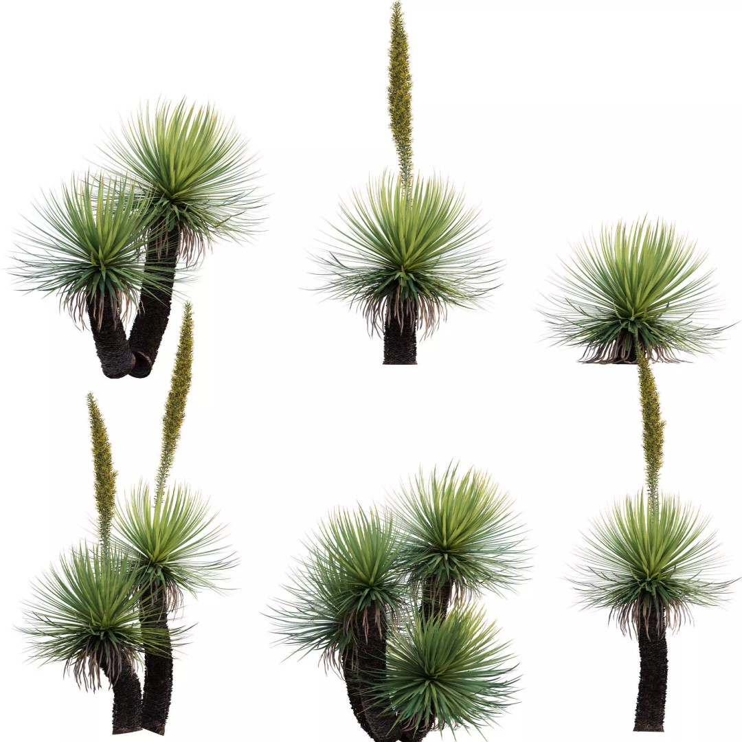 Dasylirion Serratifolium 3D Model – Realistic Plant Asset, FBX, PBR - View 2