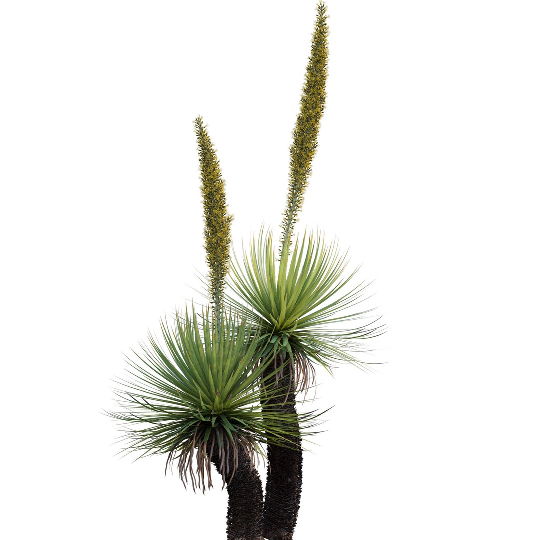 Dasylirion Serratifolium 3D Model – Realistic Plant Asset, FBX, PBR - View 3