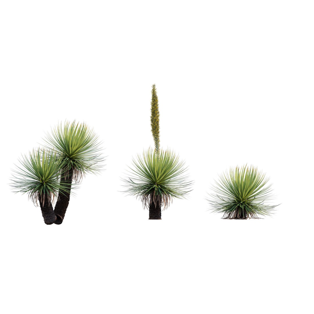 Dasylirion Serratifolium 3D Model – Realistic Plant Asset, FBX, PBR - View 8
