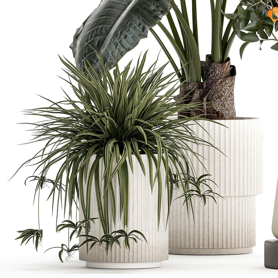 Alocasia and Dracaena Bush 3D Model – Tropical Indoor Plant, FBX - View 11
