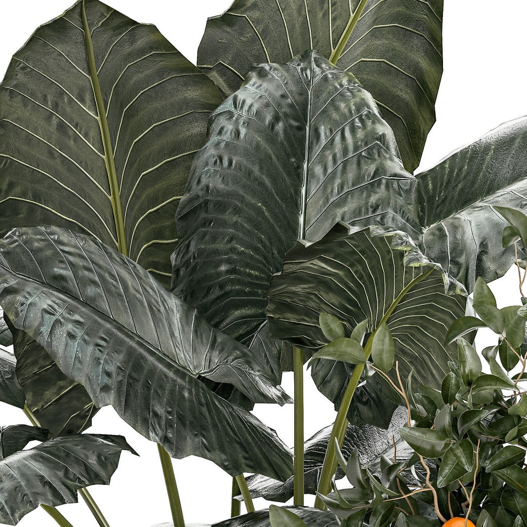 Alocasia and Dracaena Bush 3D Model – Tropical Indoor Plant, FBX - View 12