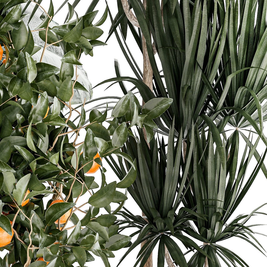 Alocasia and Dracaena Bush 3D Model – Tropical Indoor Plant, FBX - View 13