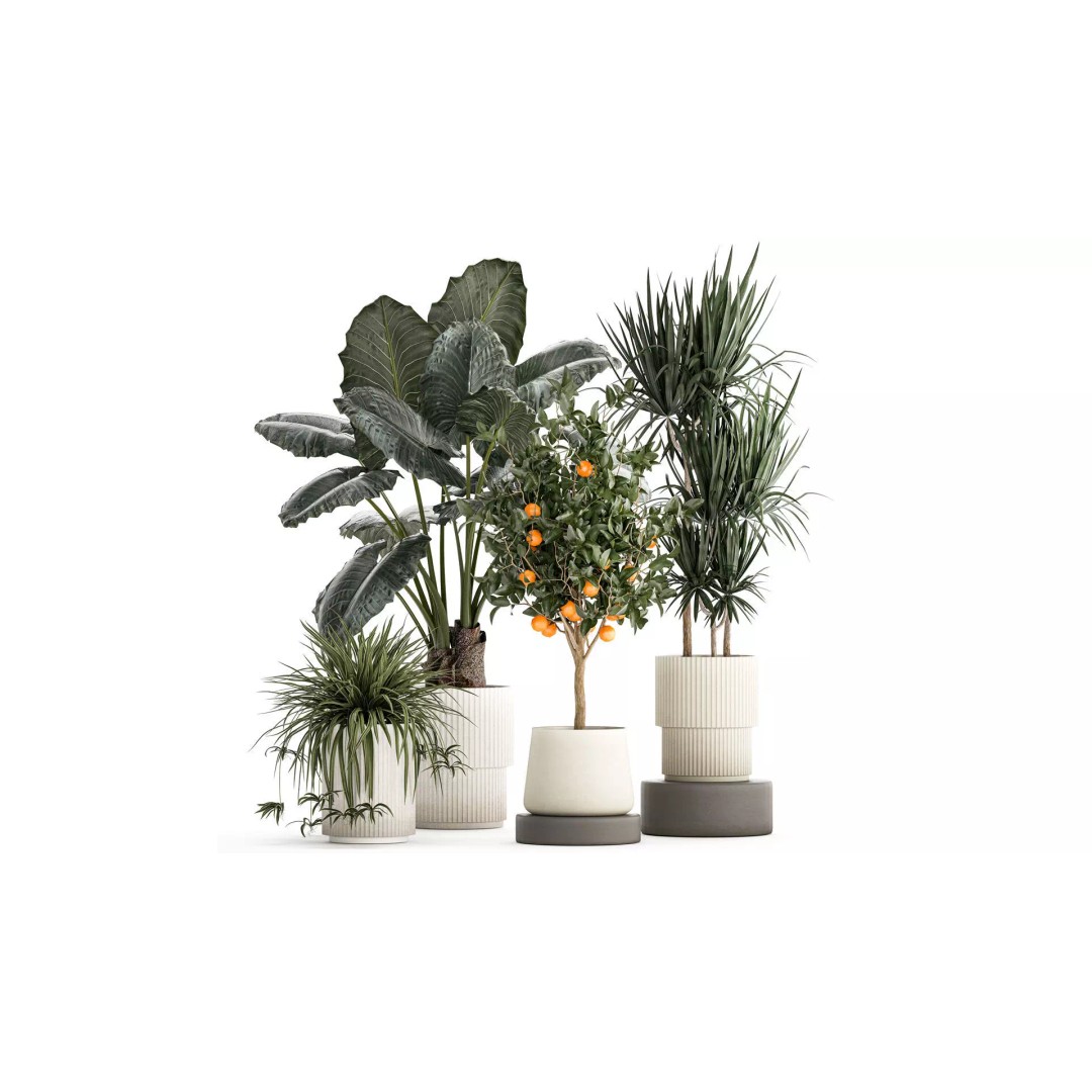 Alocasia and Dracaena Bush 3D Model – Tropical Indoor Plant, FBX - View 2