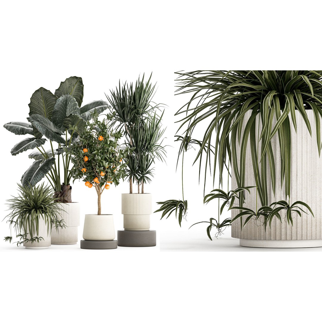 Alocasia and Dracaena Bush 3D Model – Tropical Indoor Plant, FBX - View 3