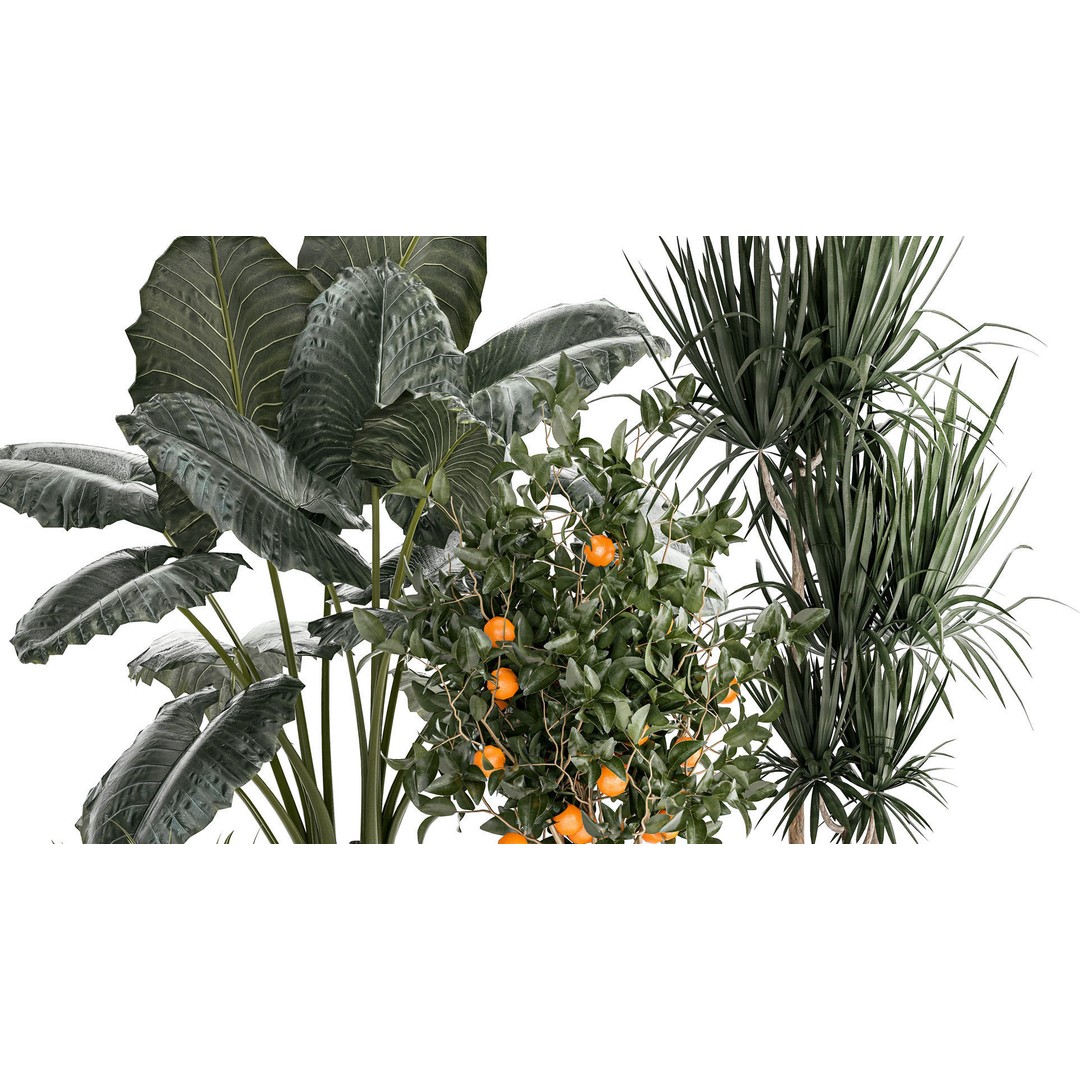 Alocasia and Dracaena Bush 3D Model – Tropical Indoor Plant, FBX - View 5