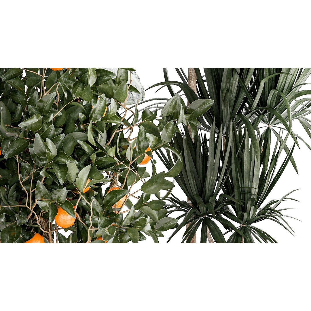 Alocasia and Dracaena Bush 3D Model – Tropical Indoor Plant, FBX - View 7