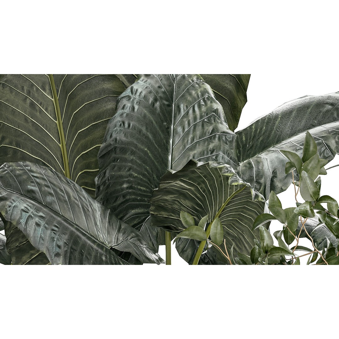 Alocasia and Dracaena Bush 3D Model – Tropical Indoor Plant, FBX - View 8