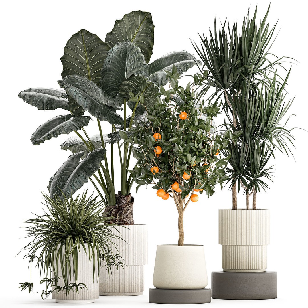 Alocasia and Dracaena Bush 3D Model – Tropical Indoor Plant, FBX - View 9