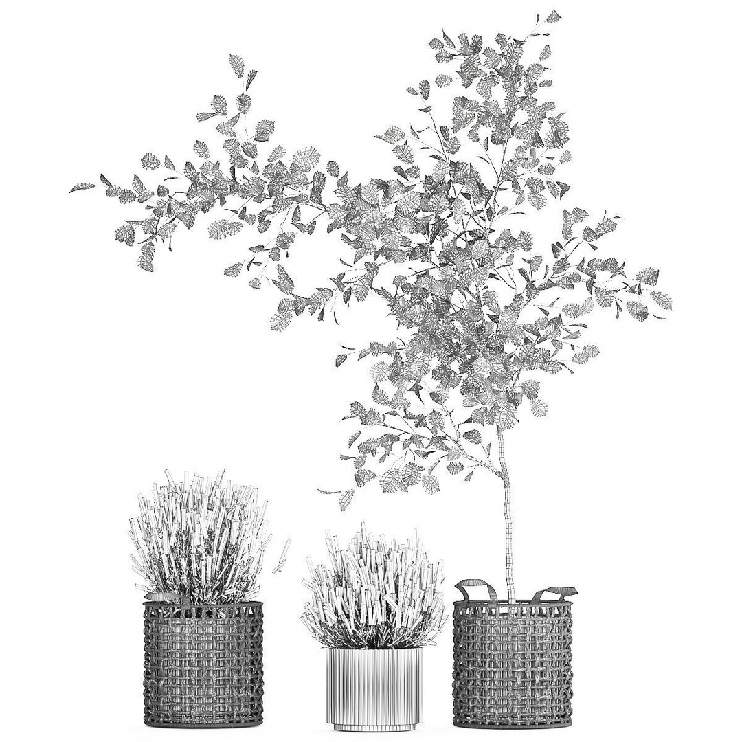 Lavender Bush and Tree 3D Model – Decorative Pot Plant, FBX, PBR