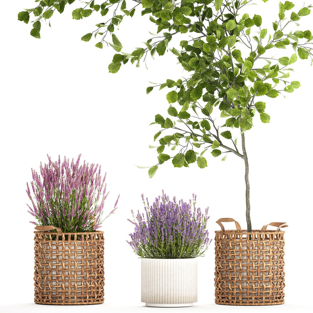 Lavender Bush and Tree 3D Model – Decorative Pot Plant, FBX, PBR - View 10