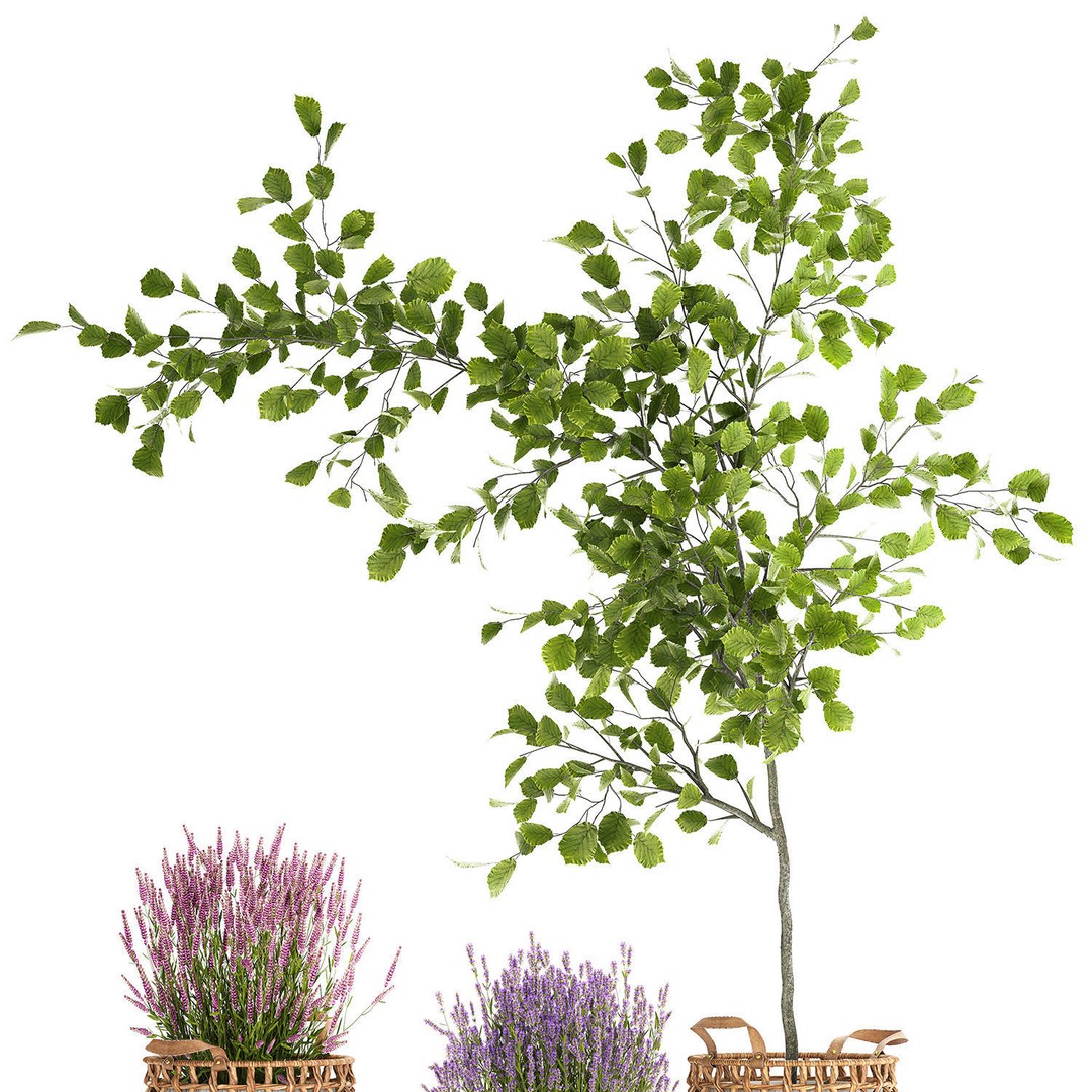 Lavender Bush and Tree 3D Model – Decorative Pot Plant, FBX, PBR - View 11