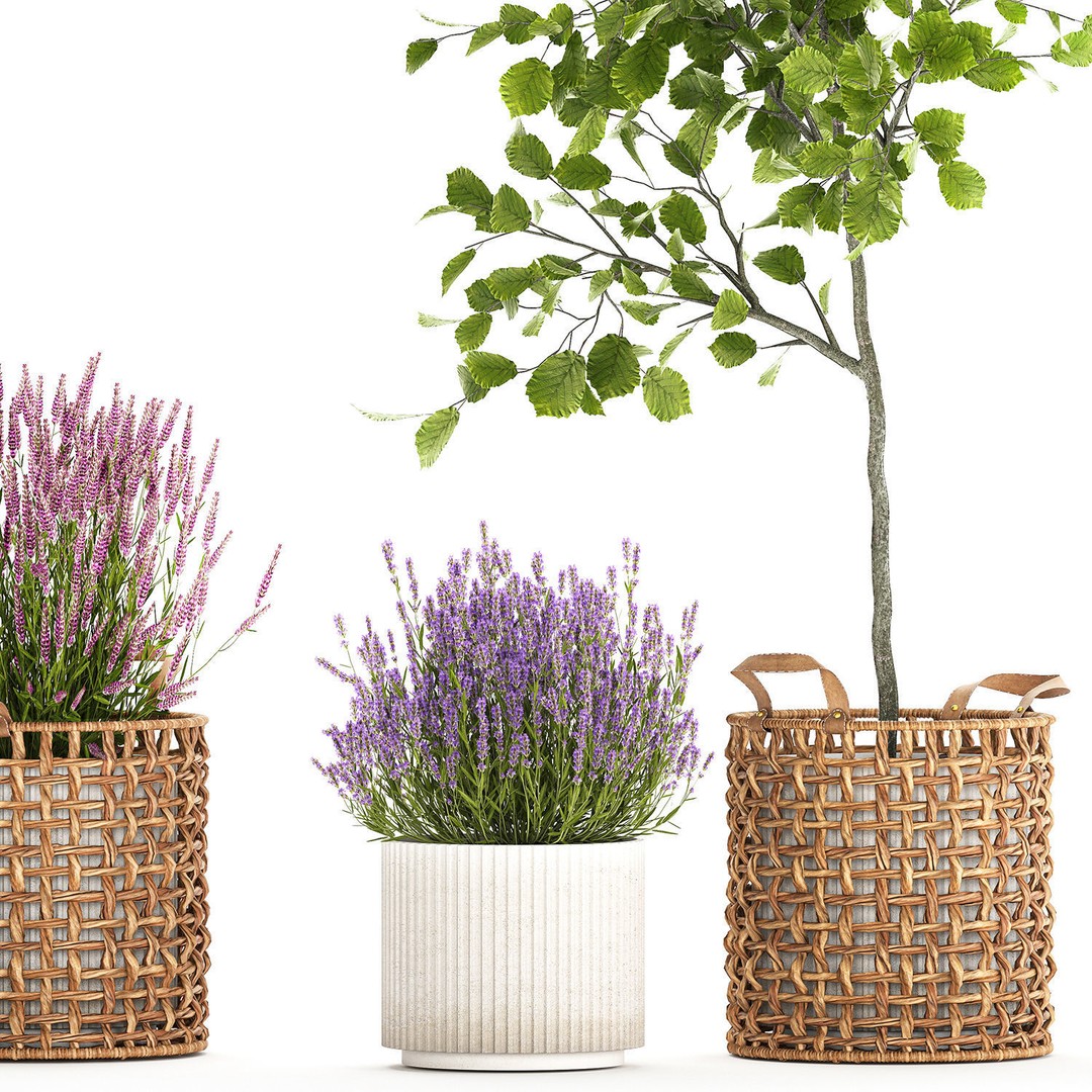 Lavender Bush and Tree 3D Model – Decorative Pot Plant, FBX, PBR - View 13