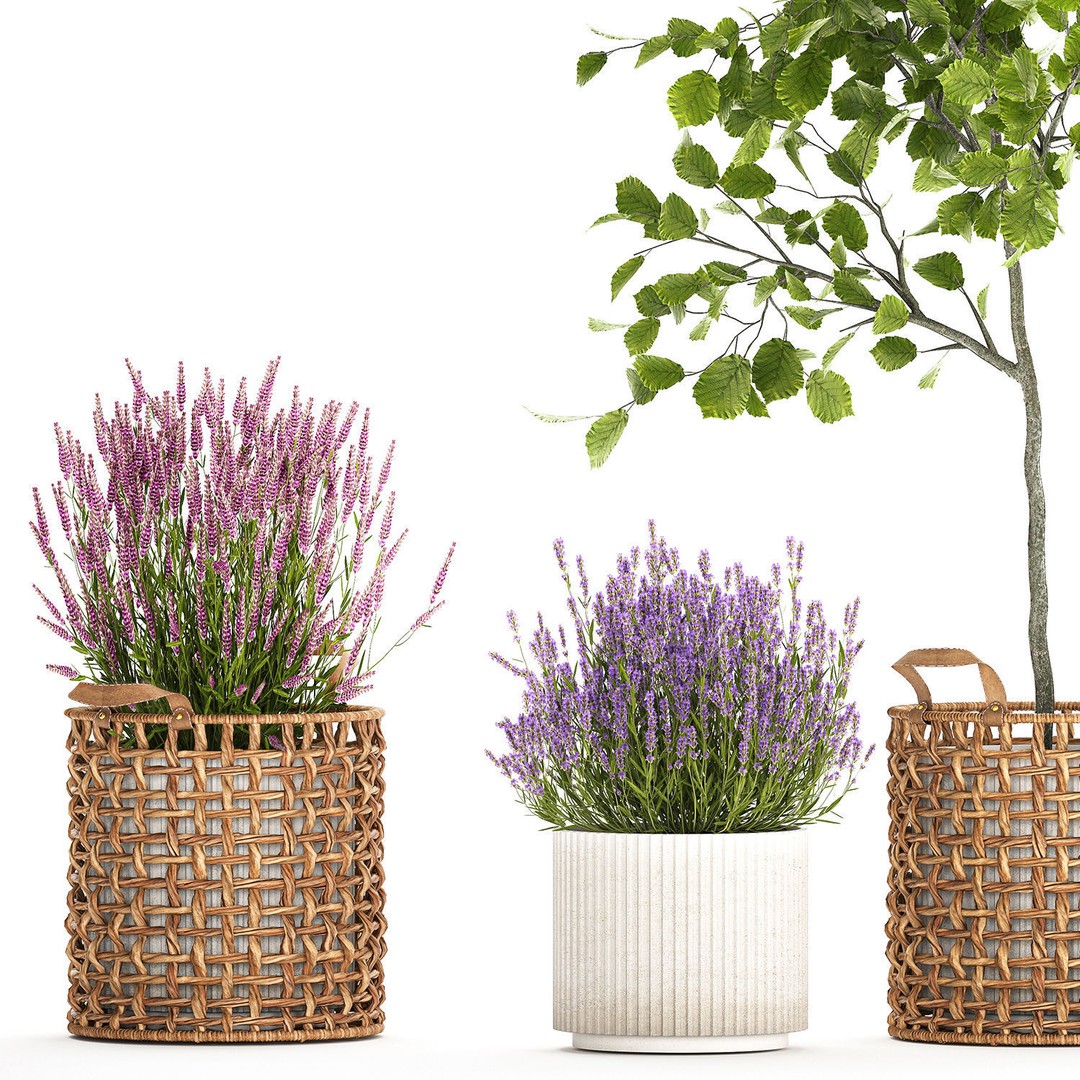 Lavender Bush and Tree 3D Model – Decorative Pot Plant, FBX, PBR - View 14