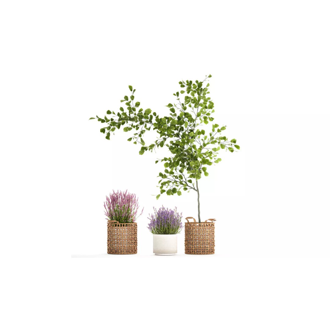 Lavender Bush and Tree 3D Model – Decorative Pot Plant, FBX, PBR - View 2