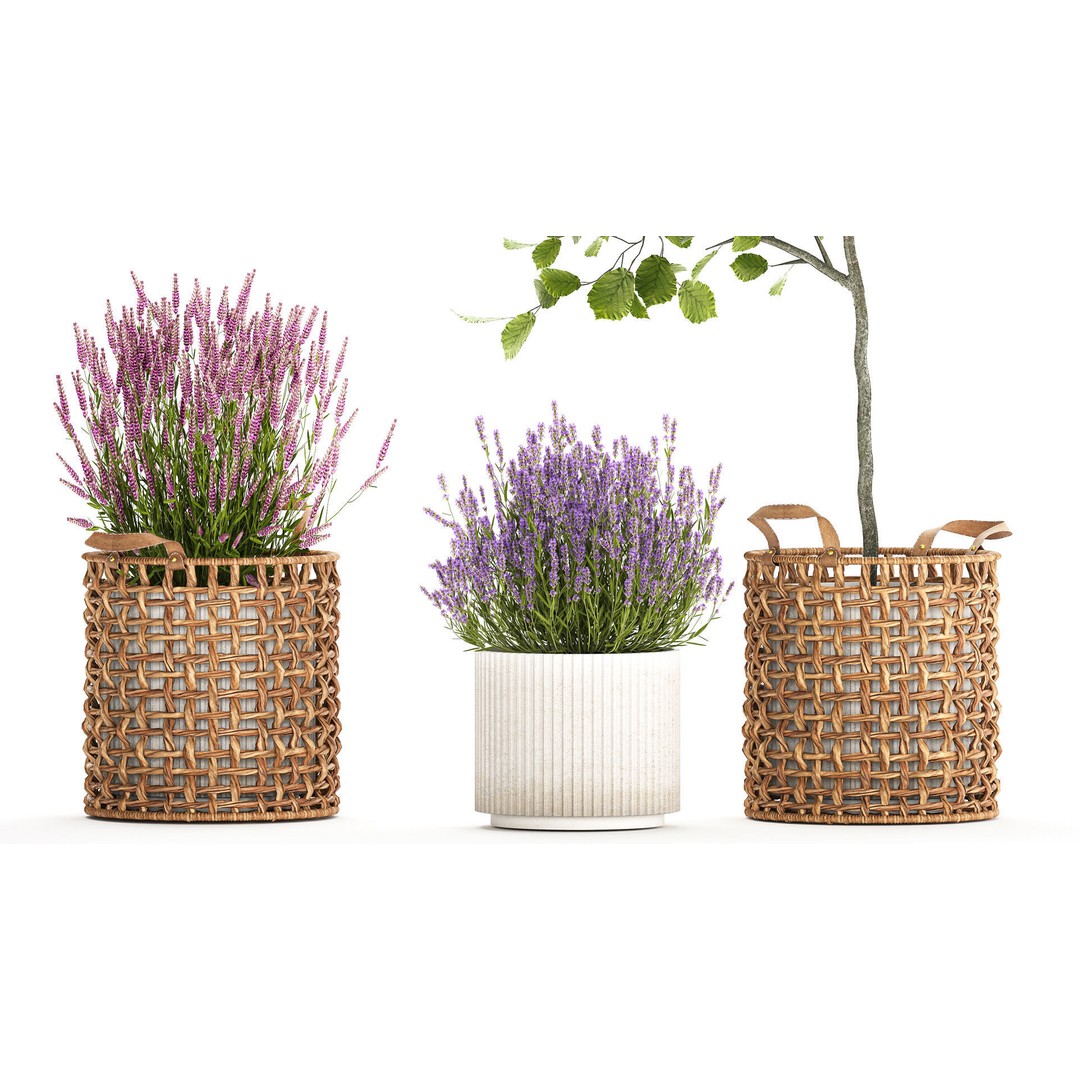 Lavender Bush and Tree 3D Model – Decorative Pot Plant, FBX, PBR - View 4