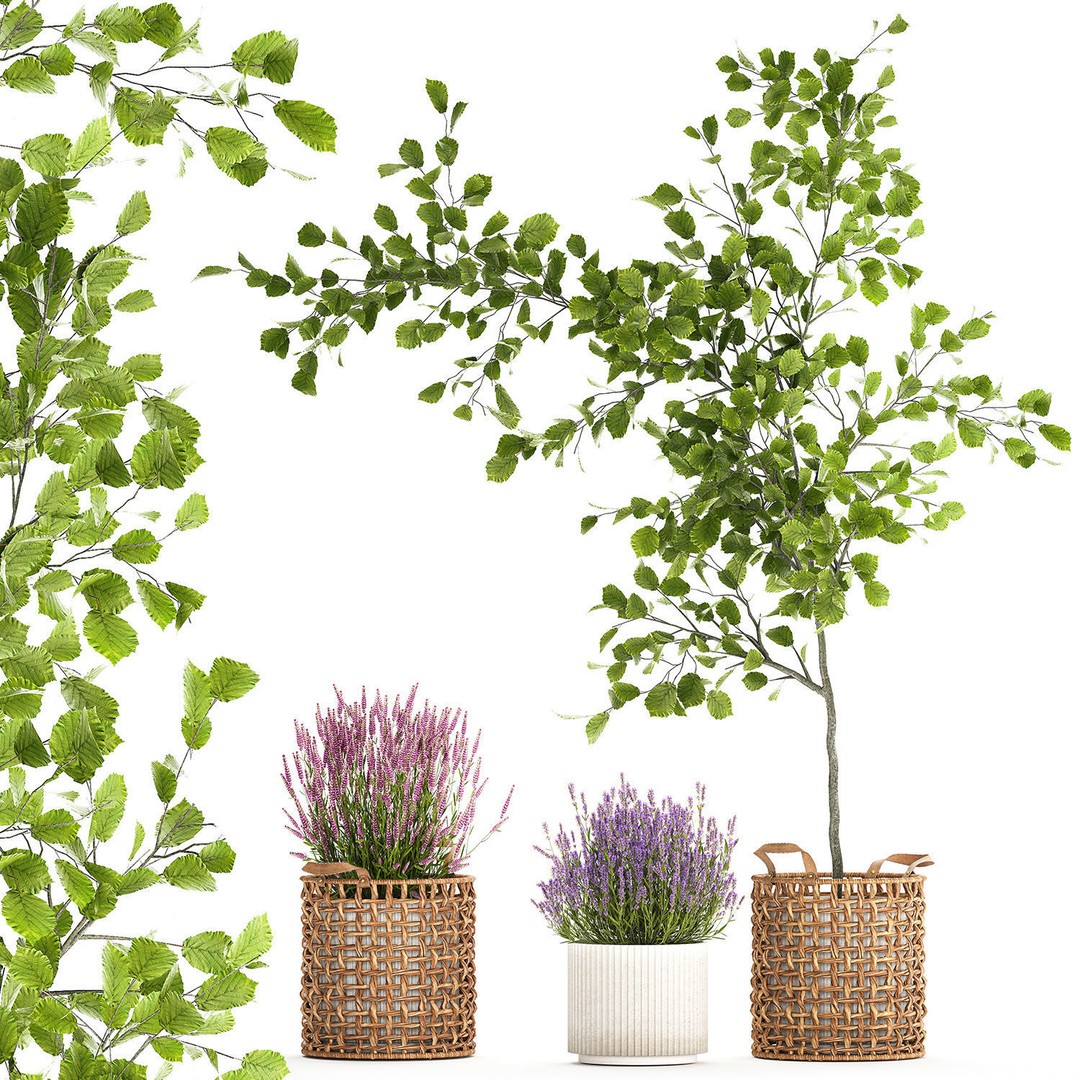 Lavender Bush and Tree 3D Model – Decorative Pot Plant, FBX, PBR - View 8