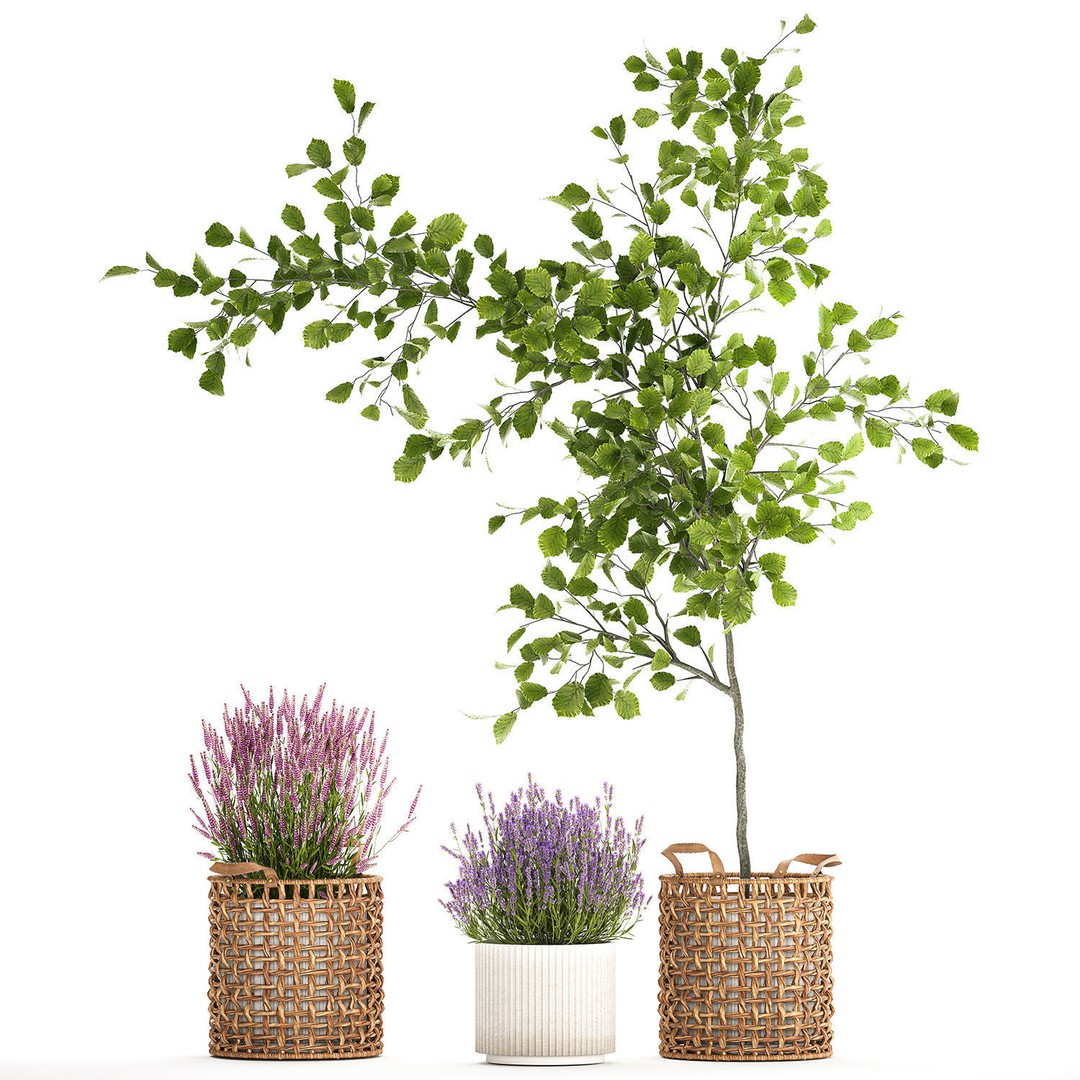 Lavender Bush and Tree 3D Model – Decorative Pot Plant, FBX, PBR - View 9