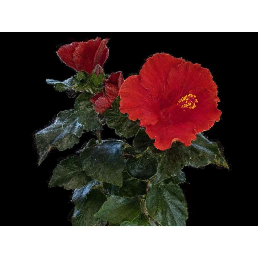 Red Hibiscus 3D Model – Volumetric Botanical Asset, PBR Formats