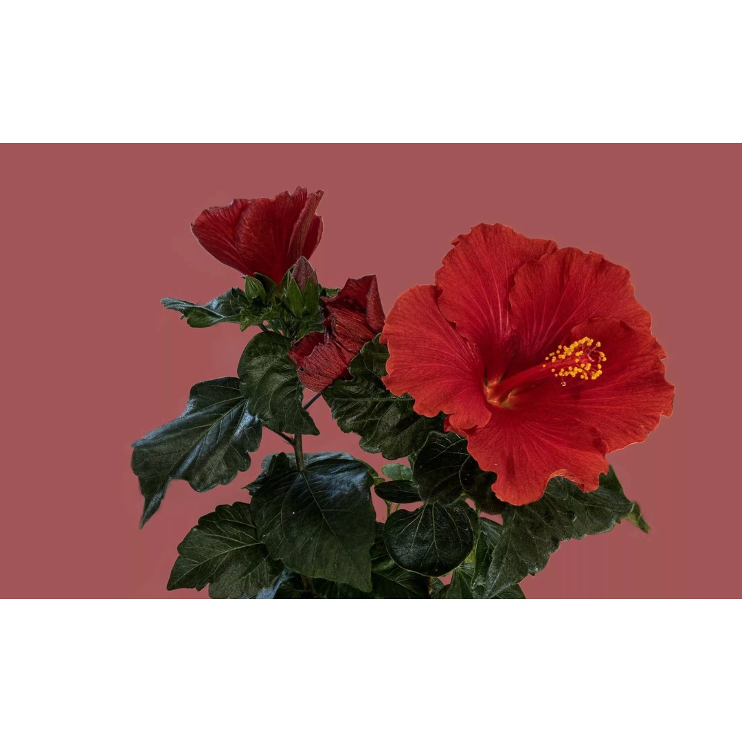 Red Hibiscus 3D Model – Volumetric Botanical Asset, PBR Formats - View 2