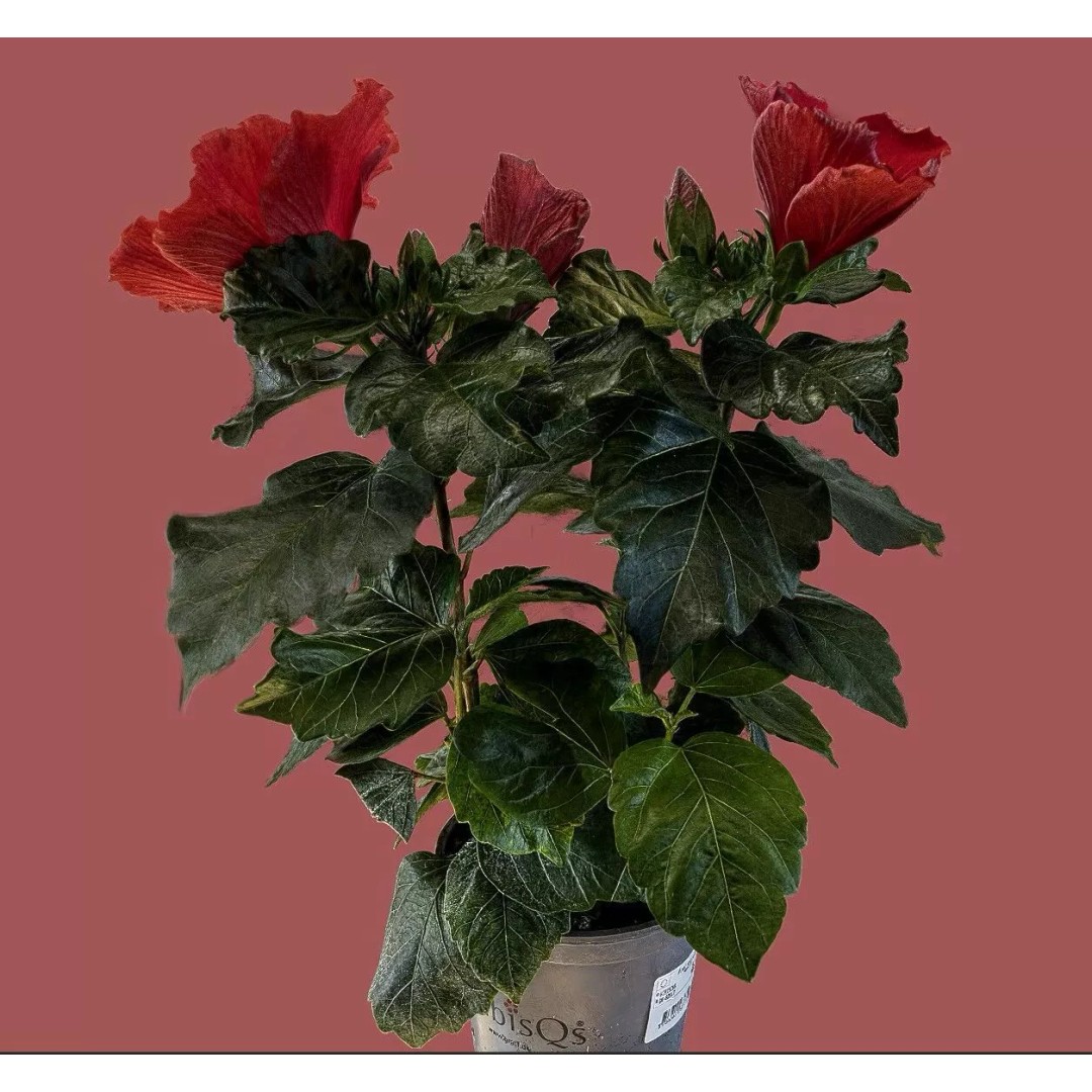 Red Hibiscus 3D Model – Volumetric Botanical Asset, PBR Formats - View 3