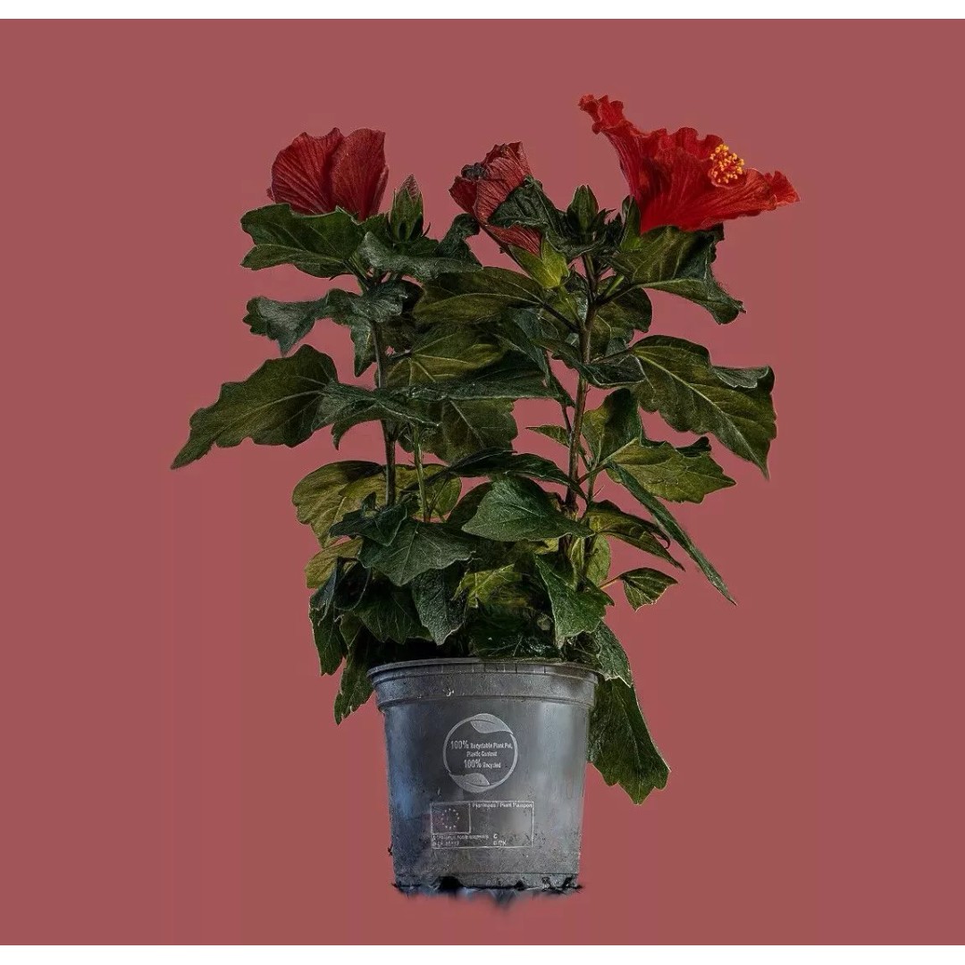 Red Hibiscus 3D Model – Volumetric Botanical Asset, PBR Formats - View 4