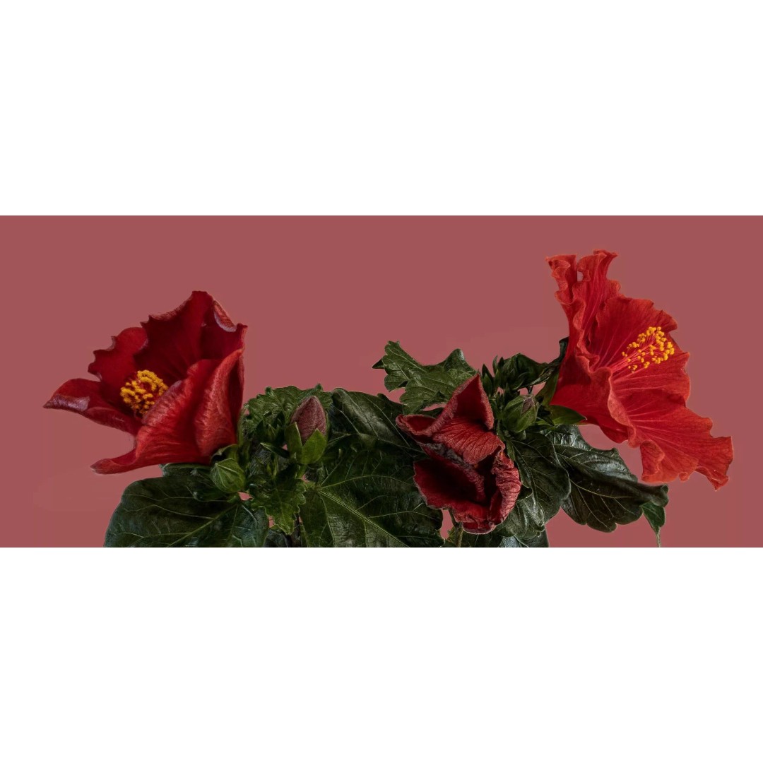 Red Hibiscus 3D Model – Volumetric Botanical Asset, PBR Formats - View 5