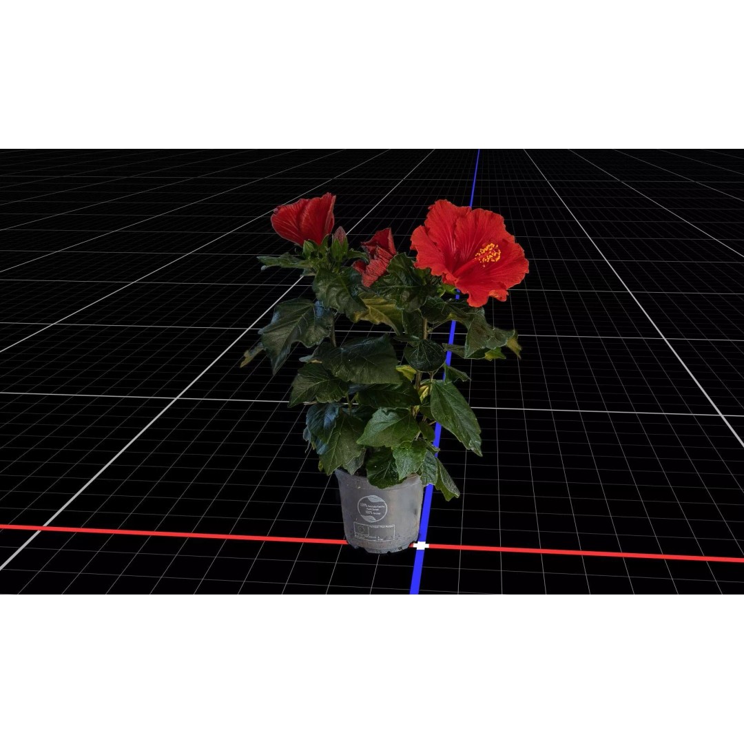 Red Hibiscus 3D Model – Volumetric Botanical Asset, PBR Formats - View 6