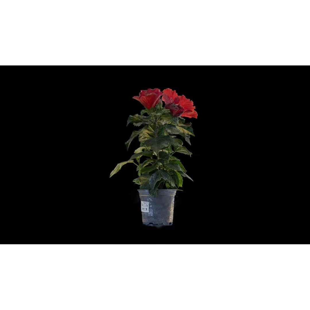 Red Hibiscus 3D Model – Volumetric Botanical Asset, PBR Formats - View 7