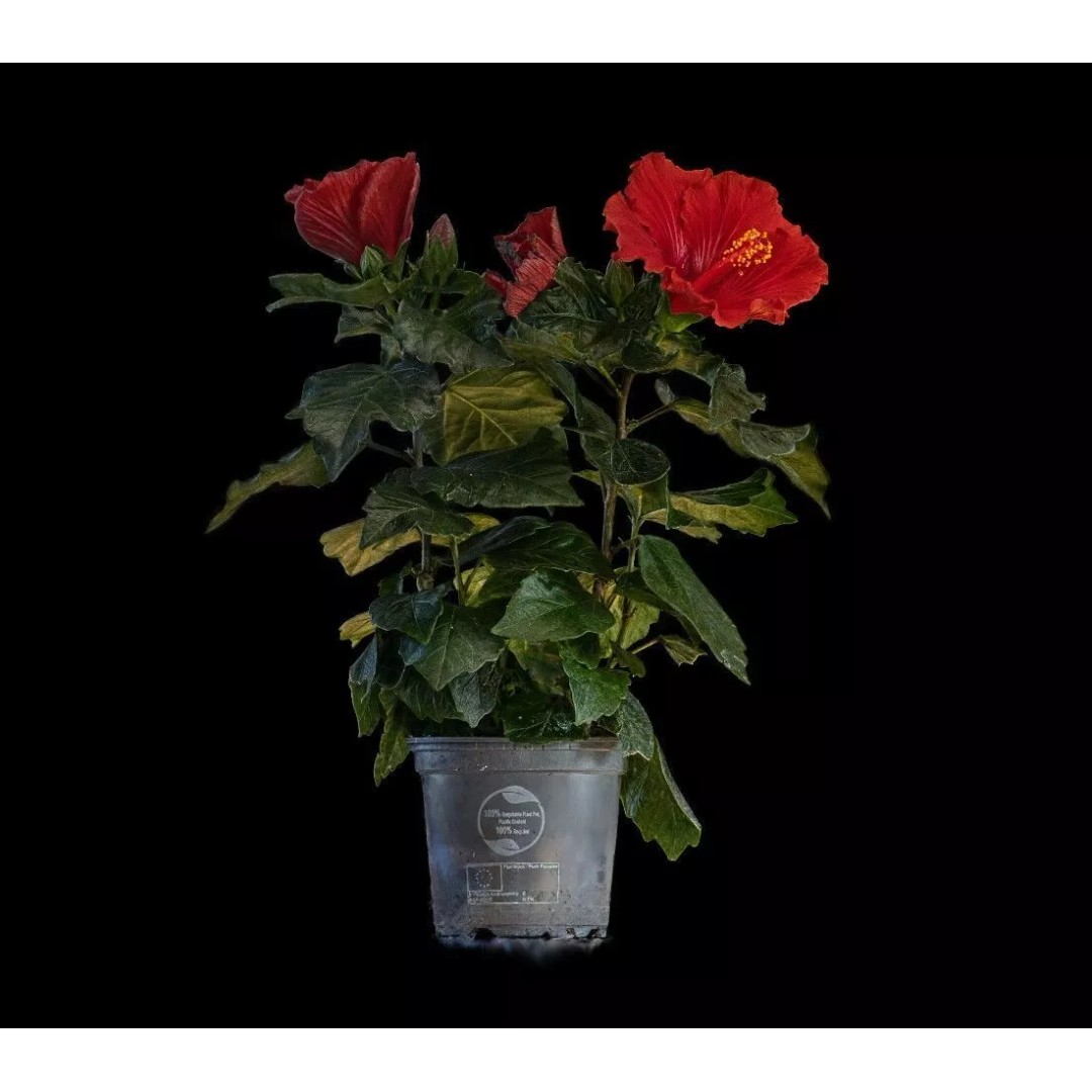 Red Hibiscus 3D Model – Volumetric Botanical Asset, PBR Formats - View 8